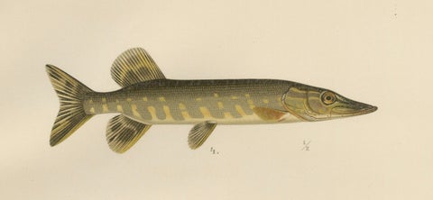 Scandinavian Fish Lithograph: Herring, Sprat, Müller’s Pearlside and Pike, 1895, close-up 5