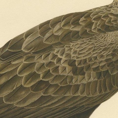 Antique Bird Print of the White-Tailed Eagle, '1929', close-up 2