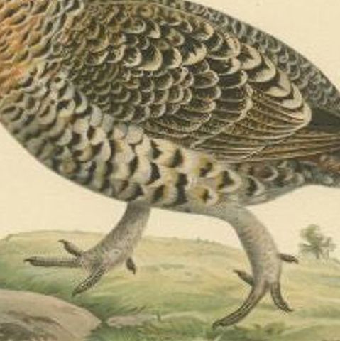 Antique Bird Print of the Western Capercaillie, 1929, close-up 2