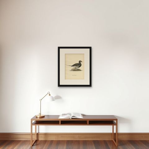 Antique Bird Print of a Male Long-Tailed Duck 'in summer' by Von Wright '1929', shown framed on a wall
