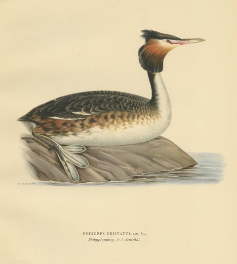 Antique Bird Print of the Great Crested Grebe by Von Wright, '1929', view 2