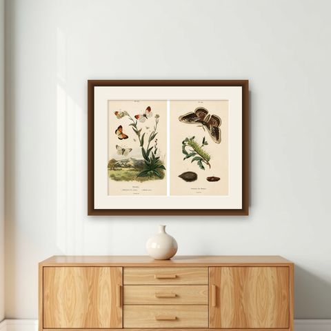 Pair of French Butterfly & Moth Engravings by E. Guérin, 1835, shown framed on a wall