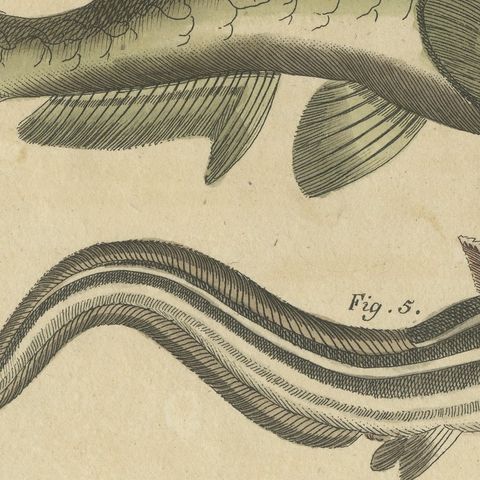 Five Catfish with Long Barbels, Antique Bertuch Print, circa 1815, close-up 5