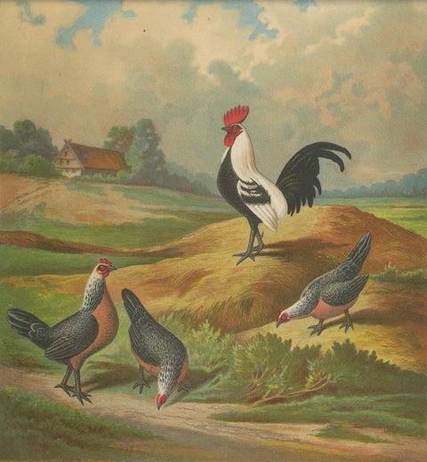 The Elegant Silver Bantam Game Fowl - A Rare 19th Century Poultry Lithograph, close-up 4