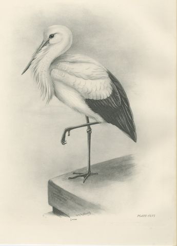 White Stork, Antique Bird Print after Lilian Medland, circa 1909