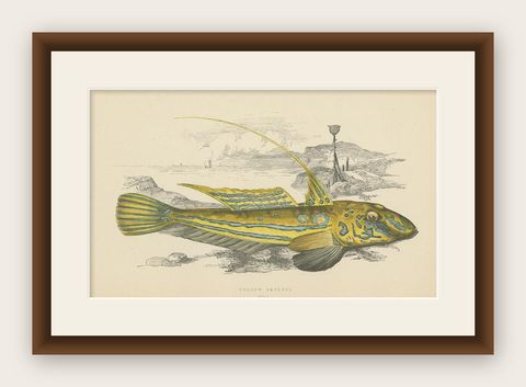 Antique Print of the Yellow Skulpin Fish by J. Couch, circa 1870, shown framed