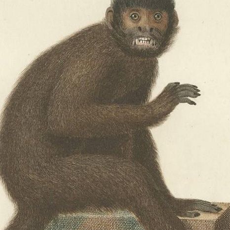 Rare Antique Hand-Colored Engraving of Le Sajou or Capuchin Monkey, circa 1898, close-up 1