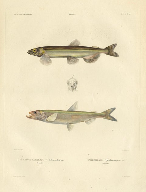Original Antique Hand-colored Fish Print of the Whiting, Merling & Saithe, 1842, close-up 5