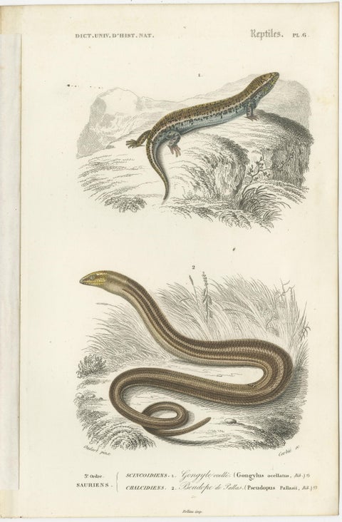 Set of 7 Antique Prints of an Egyptian Cobra and other Snakes and Reptiles, view 2
