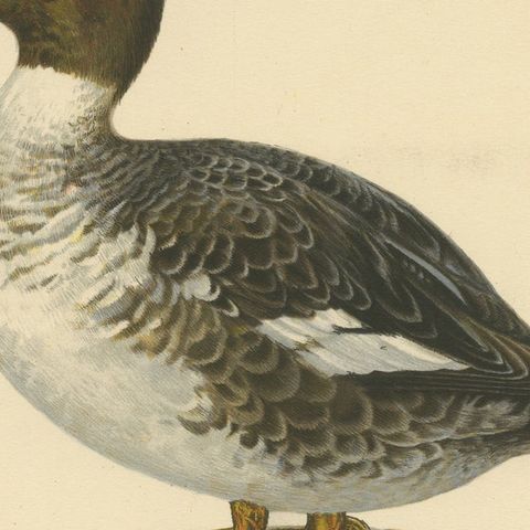 Serene Observer: Vintage Bird Print of The Common Goldeneye by Magnus von Wright, close-up 4