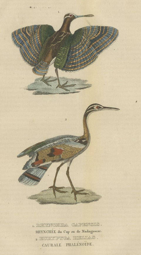 Original Hand-Colored Bird Print of a Painted Snipe and Sunbittern Bird, close-up 3