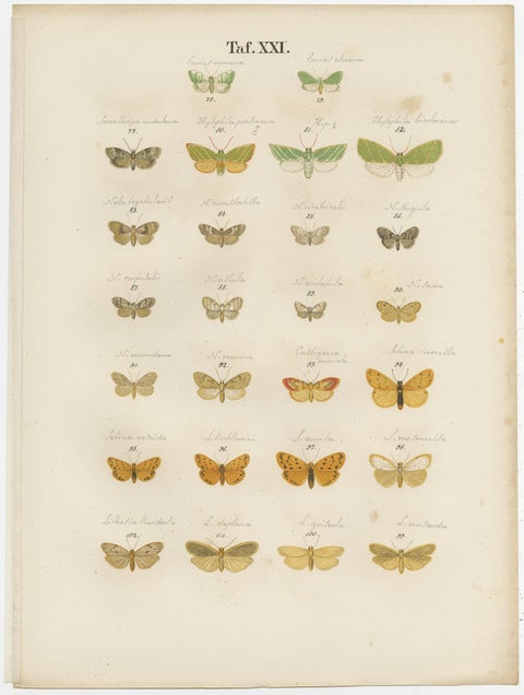 Set of 6 Antique Prints of Various Butterflies and Moths by Ramann, circa 1870, view 6