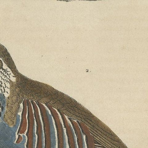 Handcolored Bird Print of a Male Quail and a Red-Legged Partridge, close-up 4