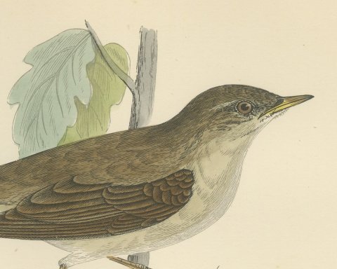 Nightingale Perched among Lobed Leaves, Morris Bird Print, 1896, close-up 1