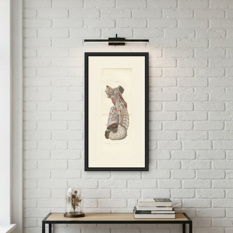 Vagus and Sympathetic Nerves of the Trunk, Hirschfeld Double Folding Plate, 1866, shown framed on a wall
