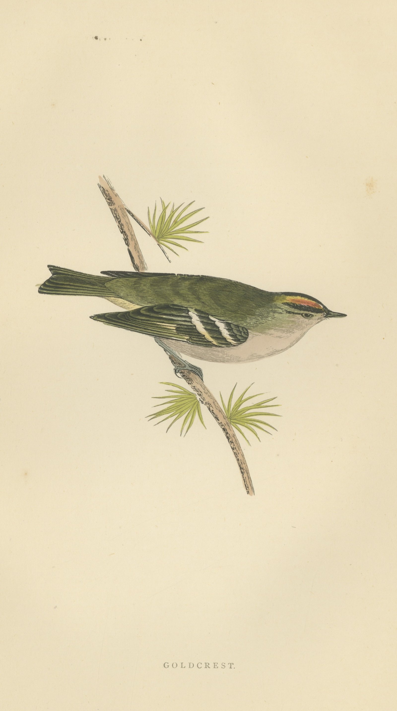 Goldcrest on a Conifer Twig, Hand Colored Bird Print, Morris, 1896
