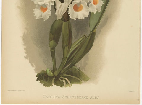 Large Antique Botanical Print, White Orchid Cattleya Schroederæ Alba, c.1888, close-up 3