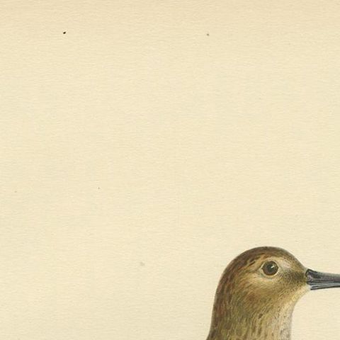Antique Bird Print of the Wader 'Winter' by Von Wright, 1929, close-up 1