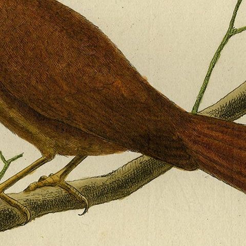 Original Hand-Colored Antique Bird Print of Tanager Bird, ca.1770, close-up 3