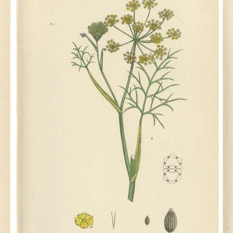 Antique English Botanical Prints, British Wildflowers & Herbs for Interiors, close-up 1