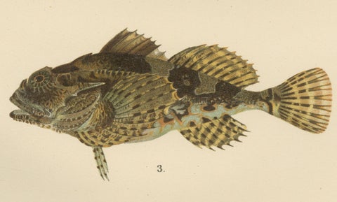 Fourhorn Sculpin and Long-Spined Bullhead - Intricate Scandinavian Fish Litho, close-up 2