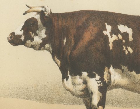 Normandy Cow, French Cattle Breed, Antique Chromolithograph by Borie, 1863, close-up 1