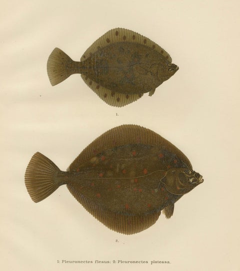 Flounder and Plaice - Vibrant Scandinavian Flatfish Lithograph, 1895, close-up 5