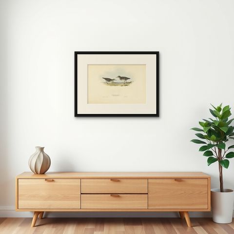 Antique Bird Print of Temminck's Sandpiper by Gould, 1832, shown framed on a wall