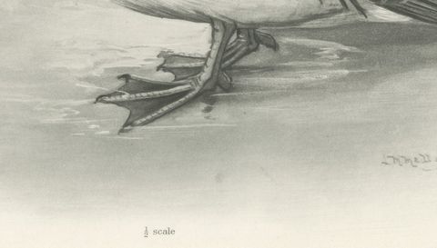 Goldeneye, Antique Bird Print after Lilian Medland, circa 1909, close-up 1