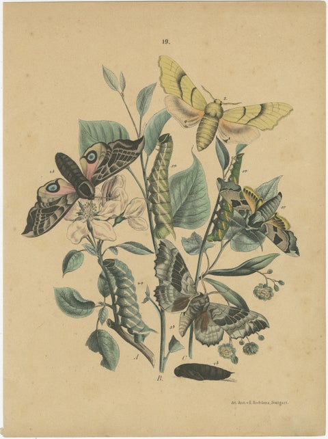 Exquisite 19th-Century Butterfly Lithographs: A Study of Exotic Lepidoptera, view 2