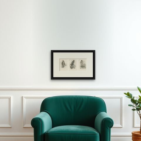 Three British Raptors: Buzzards and Adult Goshawk, 1908, shown framed on a wall
