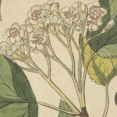 Whitebeam and Wild Service Tree in Blossom, Antique Bertuch Print, circa 1815, close-up 1