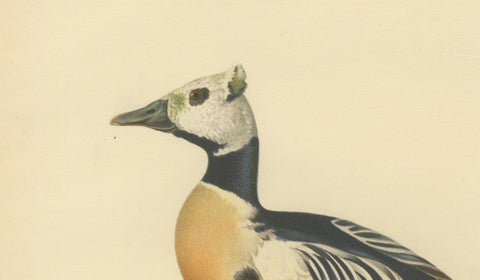 Antique Steller’s Eider Duck Lithographs, Male and Female Pair, Sweden 1929, close-up 2
