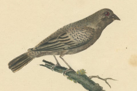 Old Original Engraving of the Female The Black-faced Bunting, 1794, close-up 4