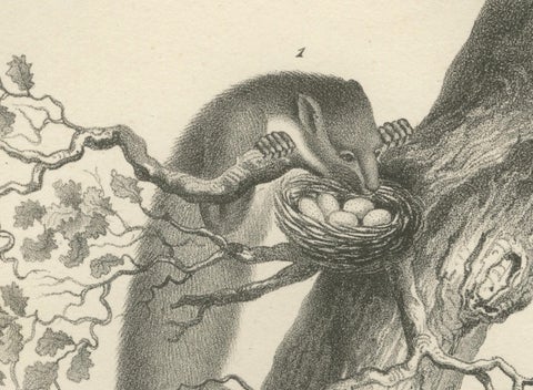 19th-Century Lithograph of Pine Marten, Beech Marten, and Ermine in Nature, close-up 2