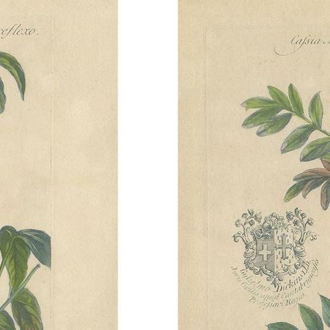 Set - Cassia Barbadensis & Marilandica, Botanical Prints by John Martyn c.1728, close-up 1