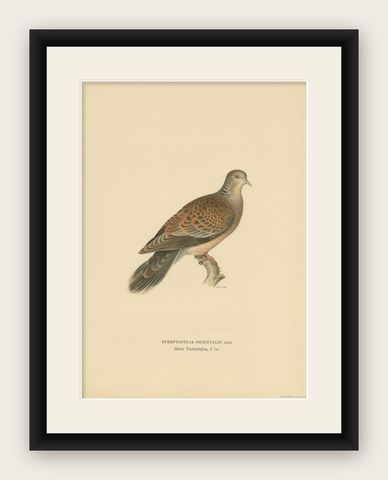 Antique Bird Print of The Oriental Turtle Dove by Von Wright, 1929, shown framed