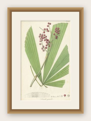 Antique Botany Print of Licuala Gracilis, a Fan Palm, shown framed