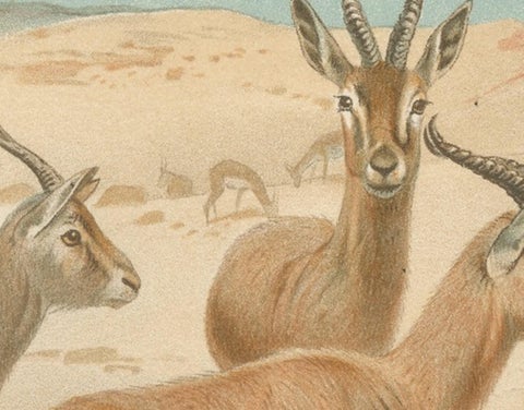 Dorcas Gazelle, Antique Desert Antelope Chromolithograph, 1894, view 3