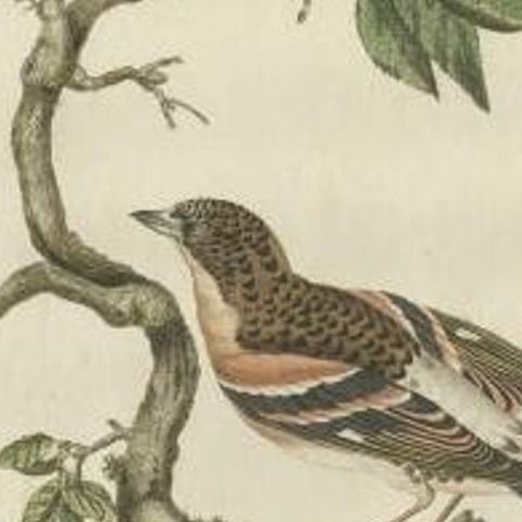Antique Bird Print of the Brambling by Sepp & Nozeman, 1797, close-up 2