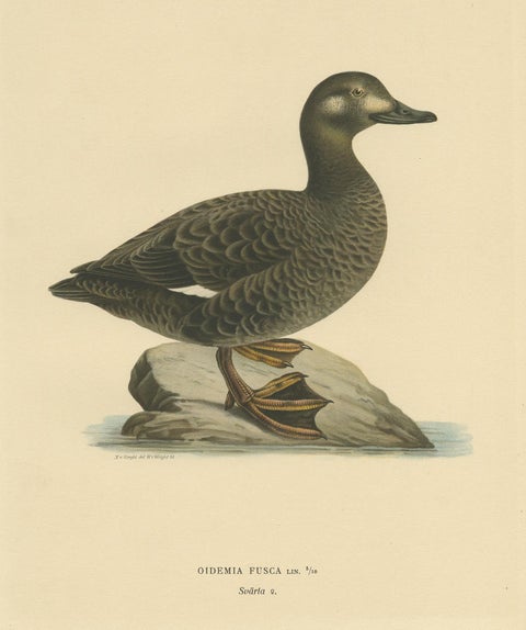 Antique Bird Print of the Velvet Scoter by Von Wright '1927', view 3