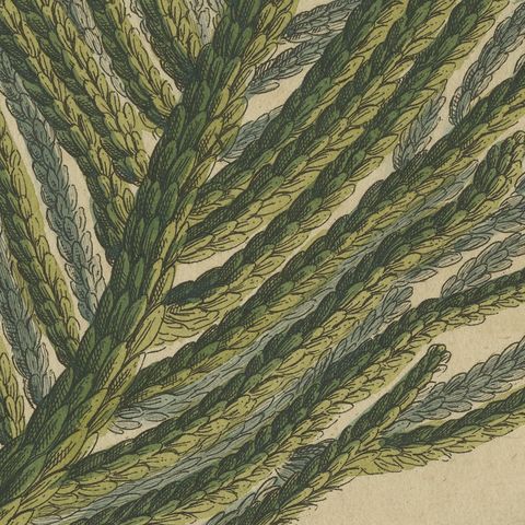 Norfolk Island Pine Branch and Cone, Antique Bertuch Print, circa 1815, close-up 1