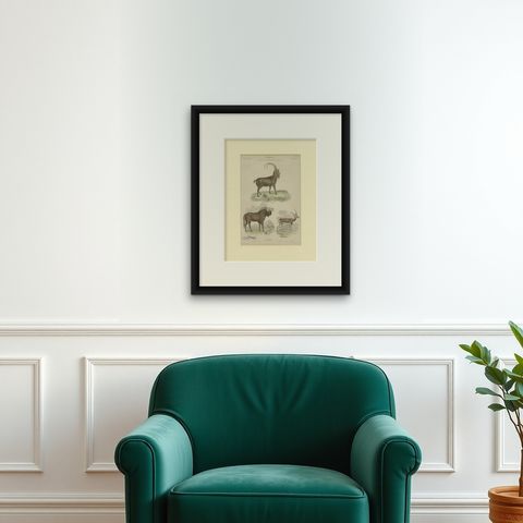 Pl. 19 Antique Print of a Goat, Gnu and Antelope by Richardson 'circa 1860', shown framed on a wall