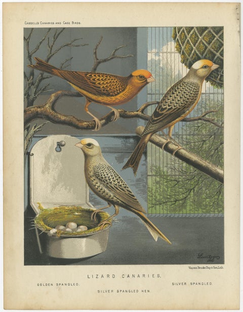 Antique Bird Print of the Lizard Canaries Golden Spangled and Others, circa 1880, view 3