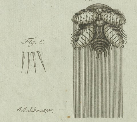 European Garden Spider Anatomy: Hand-Colored Engraving from Bertuch, 1798, close-up 1