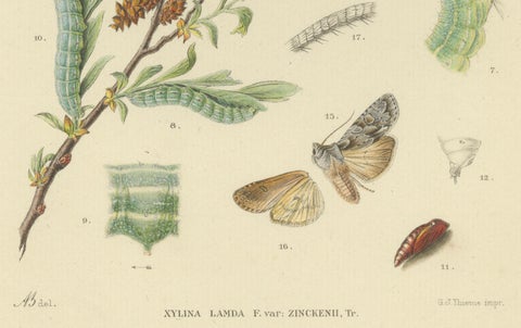 Antique Moth Pair Xylina Lambda Ortholithia by Sepp & Brants - Handcolor, 1905, close-up 3