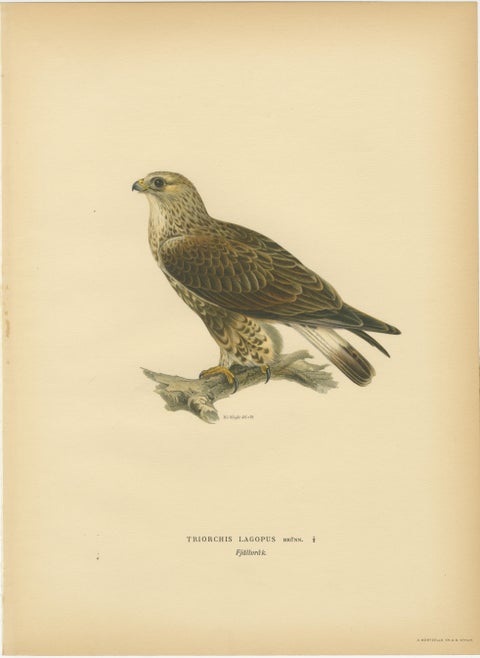 Nordic Birds of Prey Triptych, Swedish Lithographs, Scandinavian Raptors 1929, view 2
