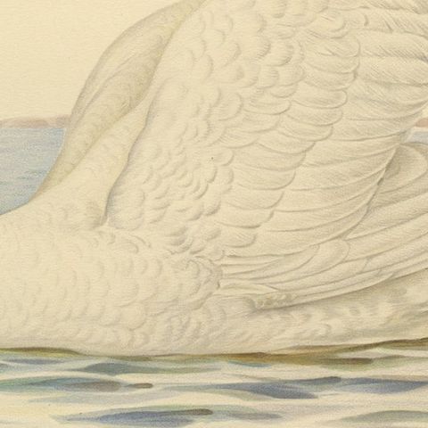 Grace on the Water: The Mute Swan (Cygnus olor) in Repose, 1929, close-up 4