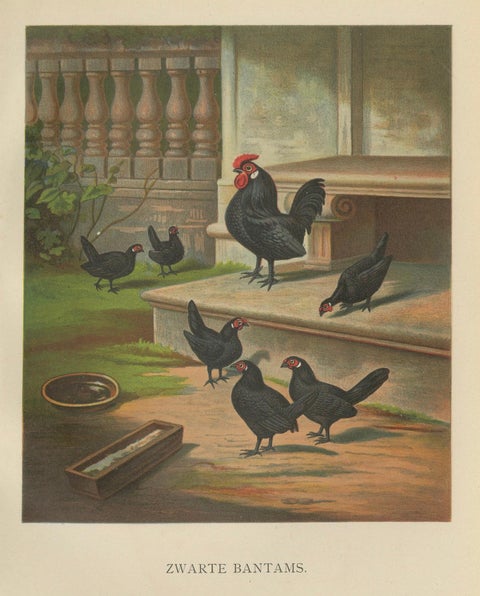 The Elegant Black Bantams - A Rare 19th Century Poultry Lithograph, close-up 5