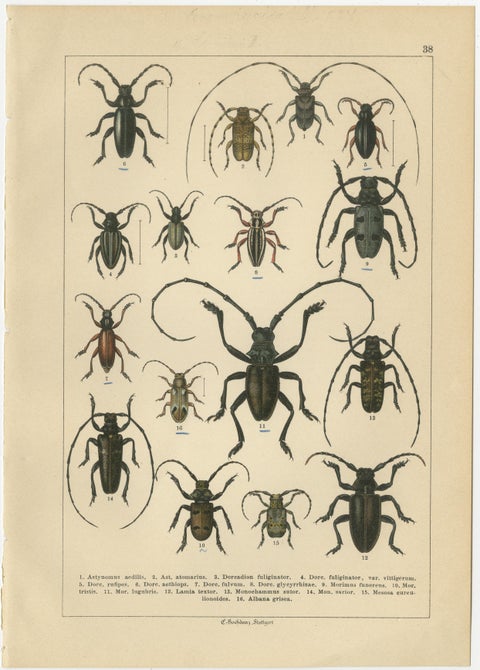 Antique Beetle Chromolithographs, European Species Plates, Calwer 1893, view 3